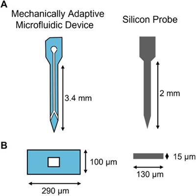 In vivo validation of a mechanically adaptive microfluidic intracortical device as a platform for sustained local drug delivery